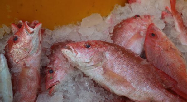 Ikan Tenggiri